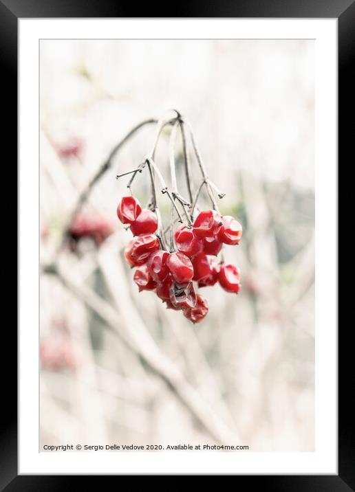 Red berries Framed Mounted Print by Sergio Delle Vedove