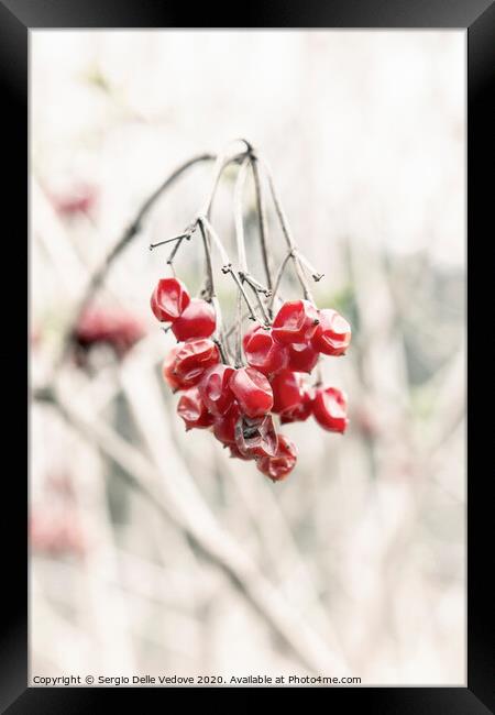 Red berries Framed Print by Sergio Delle Vedove