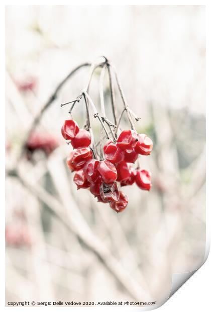 Red berries Print by Sergio Delle Vedove