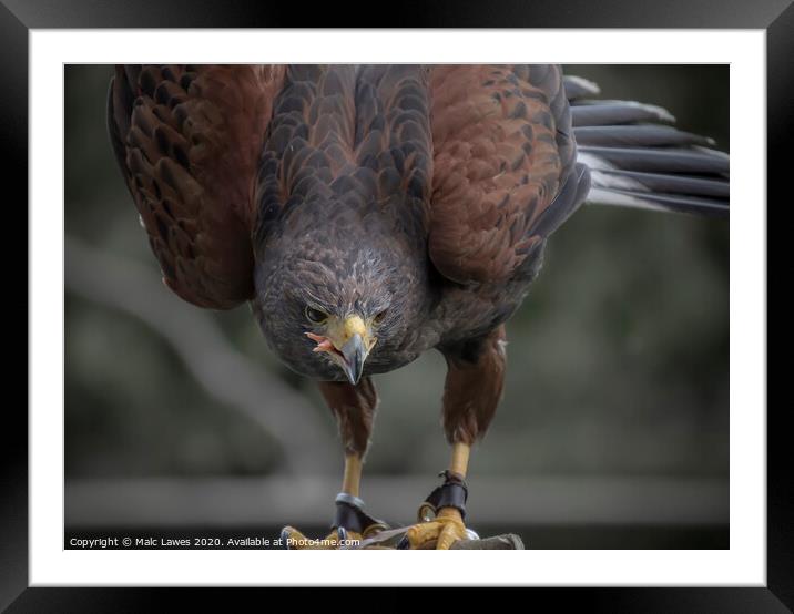 A hungry Harris hawk  Framed Mounted Print by Malc Lawes