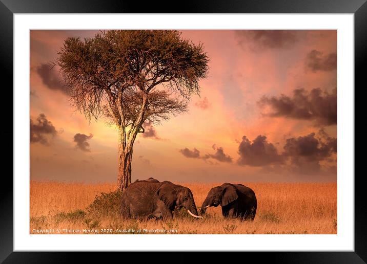 Dinner with elephants Framed Mounted Print by Thomas Herzog