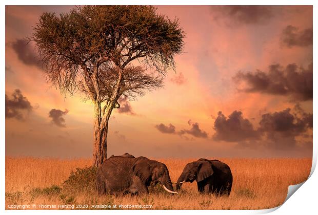 Dinner with elephants Print by Thomas Herzog