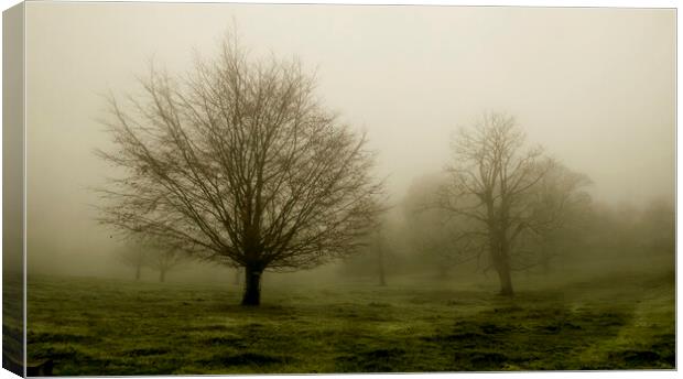 Tree in the Mist Canvas Print by Kelly Bailey