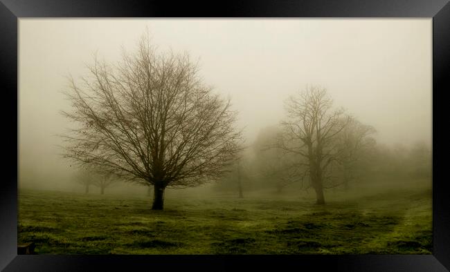 Tree in the Mist Framed Print by Kelly Bailey