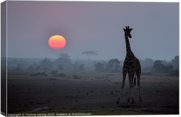 Giraffe at sunset Canvas Print by Thomas Herzog