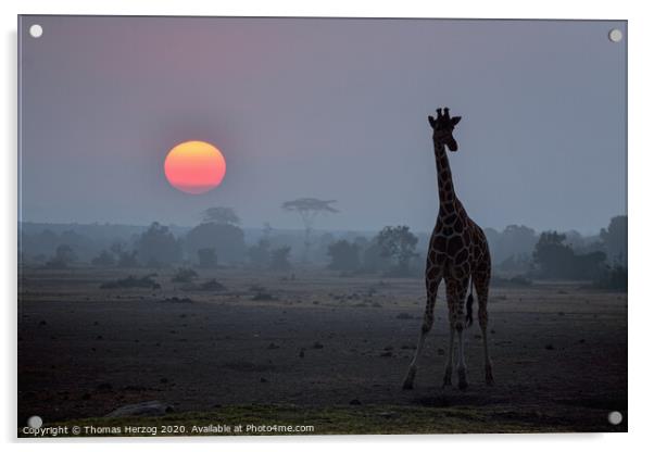 Giraffe at sunset Acrylic by Thomas Herzog