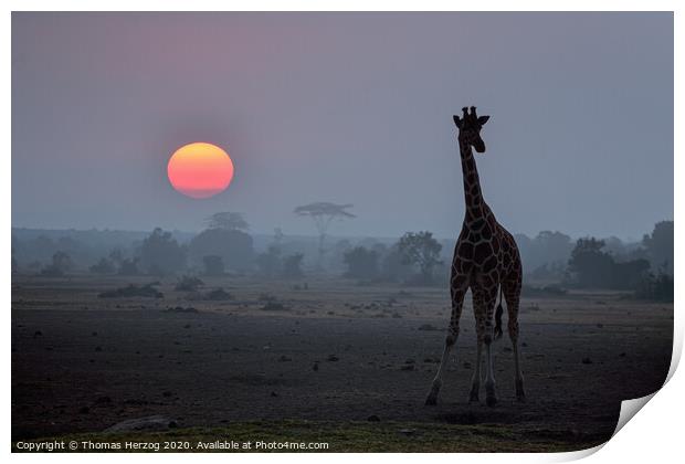 Giraffe at sunset Print by Thomas Herzog