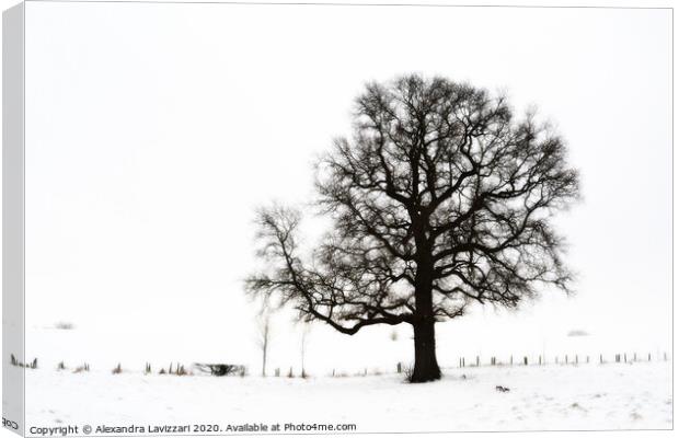 Winter Tree Canvas Print by Alexandra Lavizzari