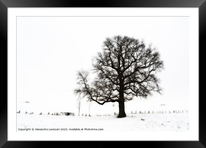 Winter Tree Framed Mounted Print by Alexandra Lavizzari