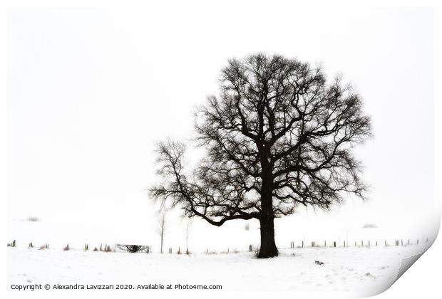 Winter Tree Print by Alexandra Lavizzari