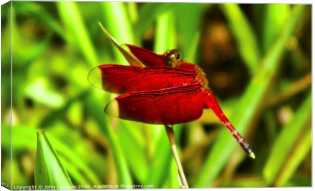 a red dragonfly Canvas Print by John Lusikooy