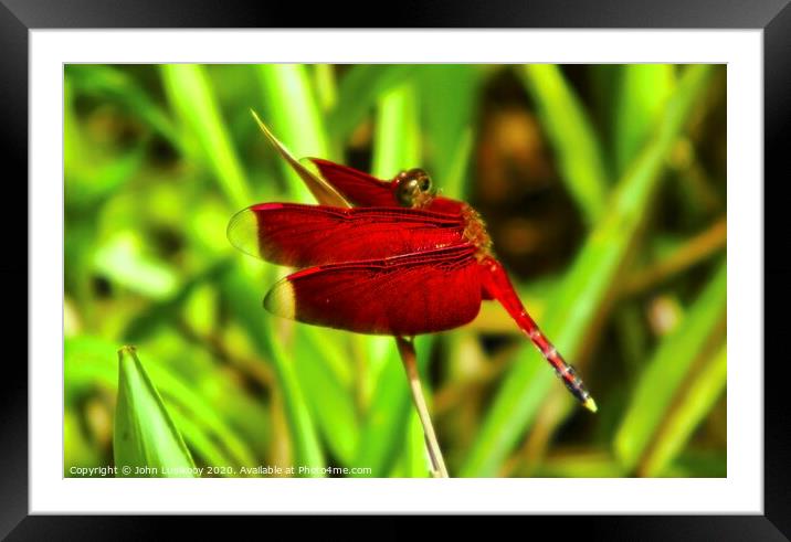 a red dragonfly Framed Mounted Print by John Lusikooy