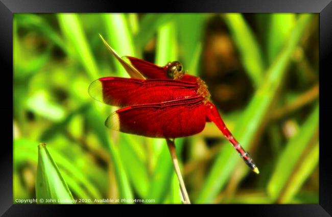 a red dragonfly Framed Print by John Lusikooy