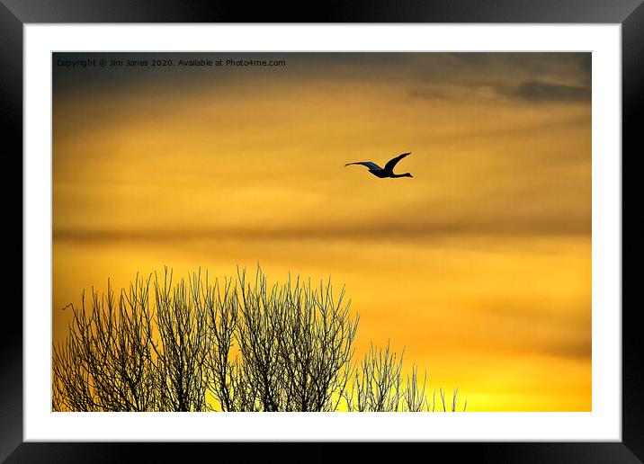 Swan flying into a golden dawn Framed Mounted Print by Jim Jones