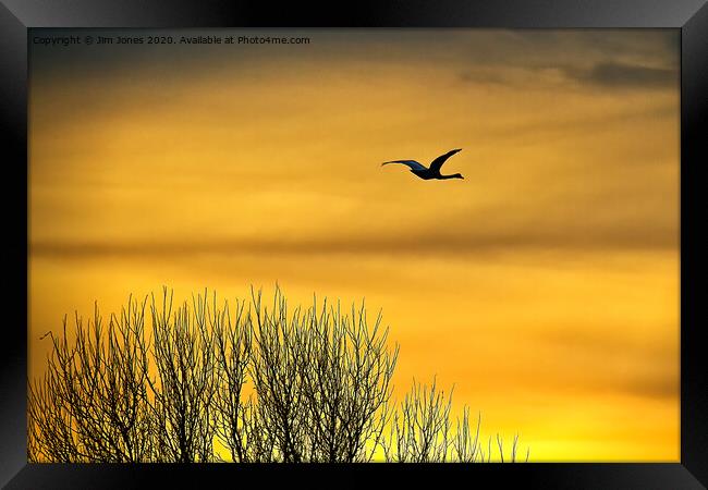 Swan flying into a golden dawn Framed Print by Jim Jones