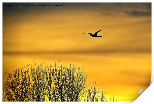 Swan flying into a golden dawn Print by Jim Jones