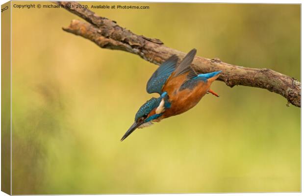 A Kingfisher diving for a fish Canvas Print by michael freeth