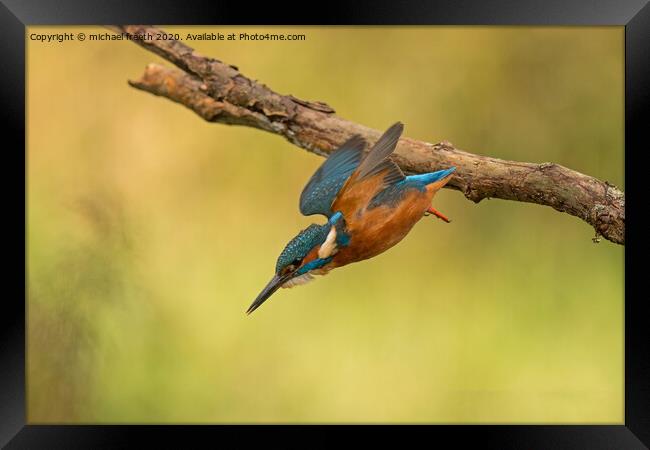 A Kingfisher diving for a fish Framed Print by michael freeth