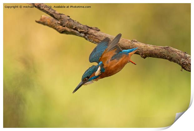 A Kingfisher diving for a fish Print by michael freeth
