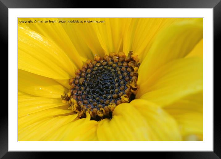 beautiful flower Framed Mounted Print by michael freeth