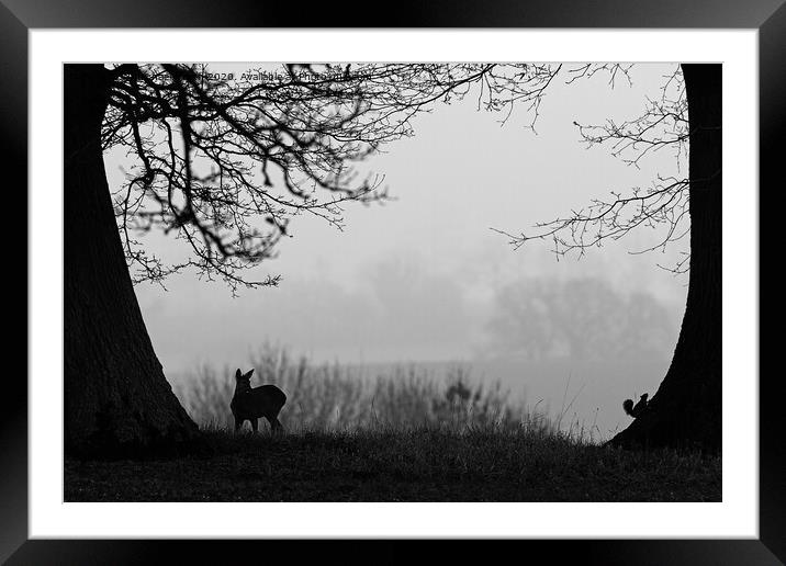 The Deer and Squirrel Framed Mounted Print by michael freeth
