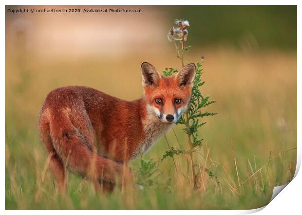 A fox standing in the grass Print by michael freeth