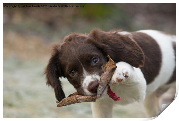 Springer spanial puppy with leaf Print by michael freeth