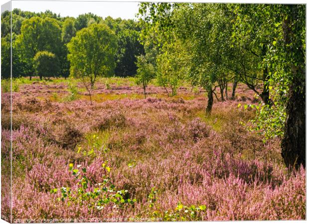 Heather Flowering at Skipwith Common Canvas Print by Angela Cottingham