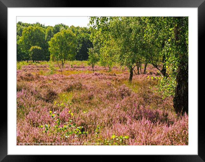 Heather Flowering at Skipwith Common Framed Mounted Print by Angela Cottingham