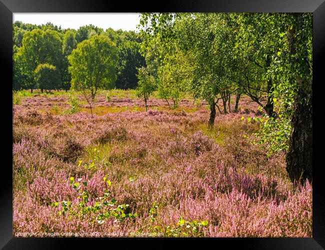 Heather Flowering at Skipwith Common Framed Print by Angela Cottingham
