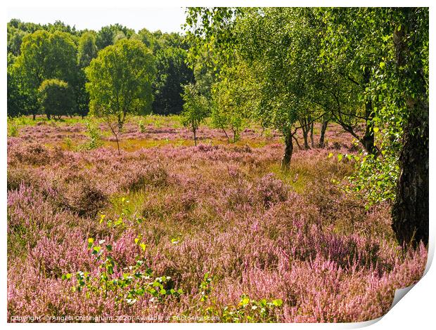 Heather Flowering at Skipwith Common Print by Angela Cottingham