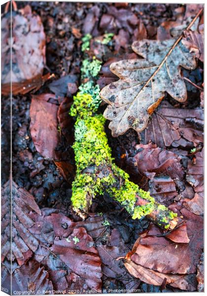 Mossy twig Canvas Print by Ben Delves