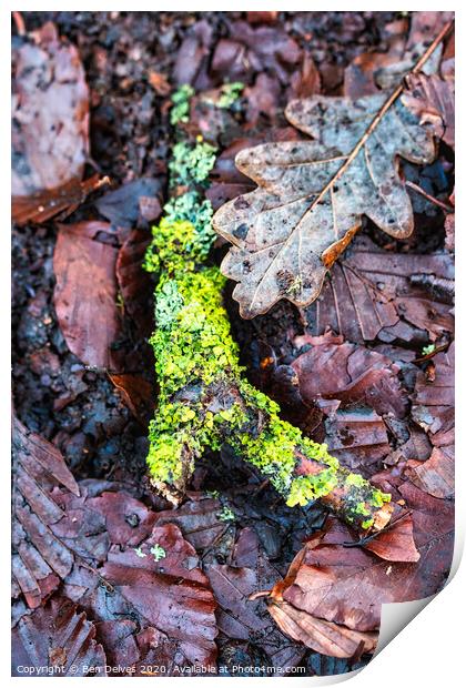 Mossy twig Print by Ben Delves