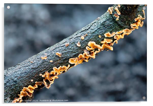 Diagonal Fungi #2 Acrylic by Ben Delves