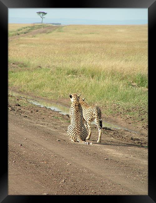 Mara cheetahs looking into the distance Framed Print by imran haq
