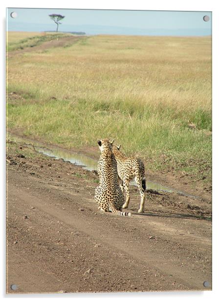 Mara cheetahs looking into the distance Acrylic by imran haq