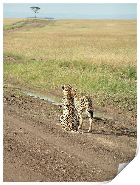 Mara cheetahs looking into the distance Print by imran haq