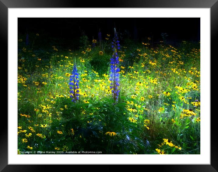 Wild flower  and Luips in a  Field  Framed Mounted Print by Elaine Manley