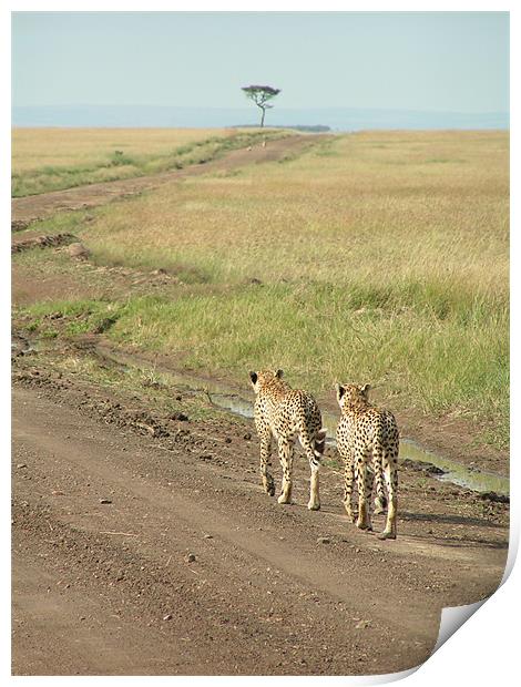 Cheetahs On The Move Print by imran haq