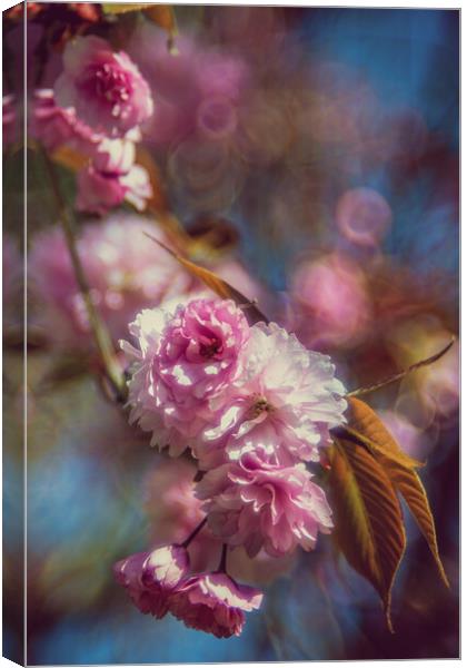 Cherrie flower Canvas Print by Steffen Gierok-Latniak