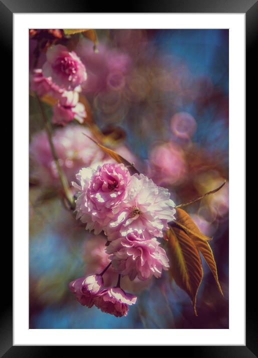Cherrie flower Framed Mounted Print by Steffen Gierok-Latniak