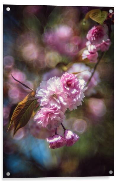 Cherrie flower Acrylic by Steffen Gierok-Latniak