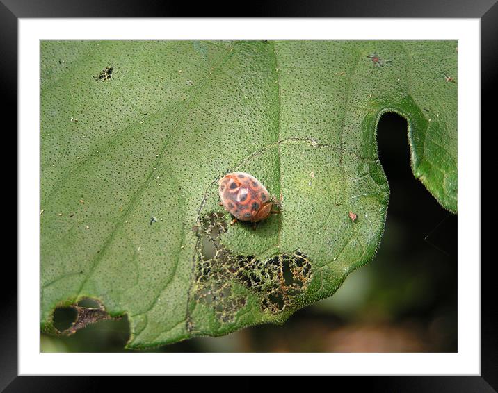 Ladybug chomping ! Framed Mounted Print by imran haq