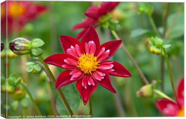 Dahlia Don Hill Canvas Print by Jenny Rainbow