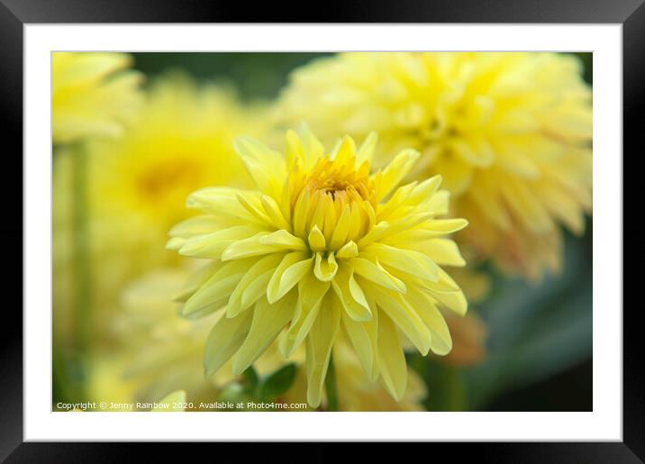 Dahlia Melody Latin Framed Mounted Print by Jenny Rainbow