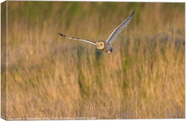 Short eared owl hunting in the countryside Canvas Print by GadgetGaz Photo