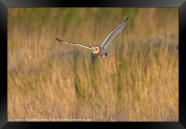 Short eared owl hunting in the countryside Framed Print by GadgetGaz Photo