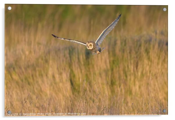 Short eared owl hunting in the countryside Acrylic by GadgetGaz Photo