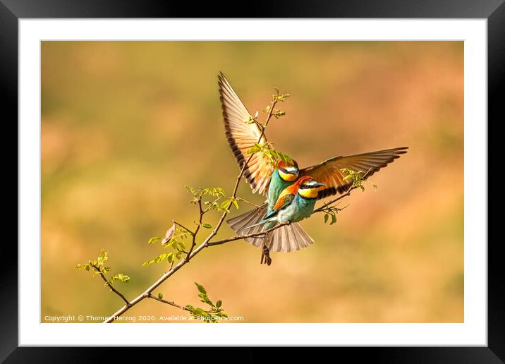 Bee eaters so in love Framed Mounted Print by Thomas Herzog