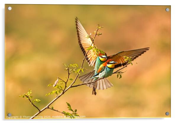 Bee eaters so in love Acrylic by Thomas Herzog